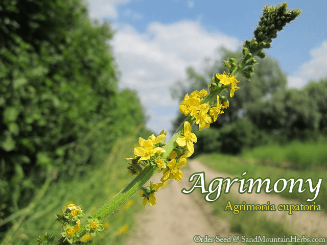 Agrimonia eupatoria - Agrimony seed