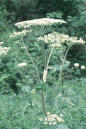 Parsnip, American Cow