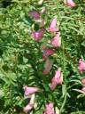 Beardtongue, Beard-tongue, or Beard Tongue