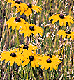 Black-Eyed Susan