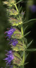 Hyssop, Blue