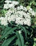 Boneset