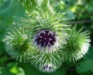 Burdock