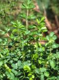 Burnet, Salad