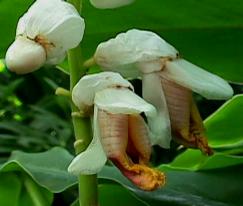 Cardamom Herb