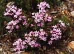 Centaury