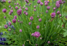 Chives, Garlic