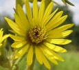 Compass Plant