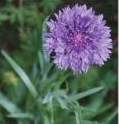 Cornflower