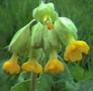 Cowslip