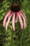 Echinacea- Pale-Purple Coneflower