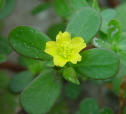 Purslane Golden Leaf