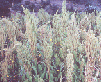 Amaranth, Grain