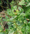 Purslane Green Leaf