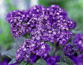 Heliotrope