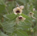 Henbane (not to Calif)