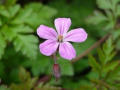 Herb Robert