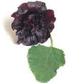 Hollyhock, Black