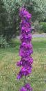 Larkspur