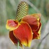 Mexican Hat Yellow and Red