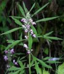 Motherwort Siberian