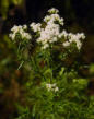 Mountain Mint, Narrow Leaf