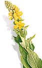 Mullein