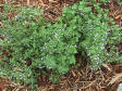 Nepitella (Calamint, Lesser)