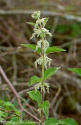 Nettle, Stinging