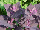 Orach