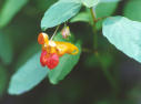 Jewelweed, Orange Touch-Me-Not