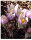 Pasque Flower