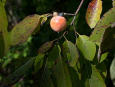 Persimmon