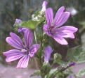 Mallow, Pink