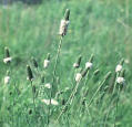 Prairie-Clover