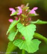 Dead-Nettle Purple (Purple Archangel)