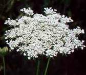 Queen Anne's Lace (Wild Carrot)