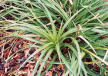 Rattlesnake Master