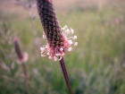 Plantain, Ribgrass