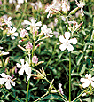 Soapwort