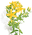 St. Johns Wort