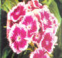 Sweet William