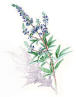 Vitex