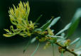 Wax-Myrtle Candleberry