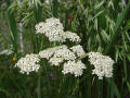 Yarrow