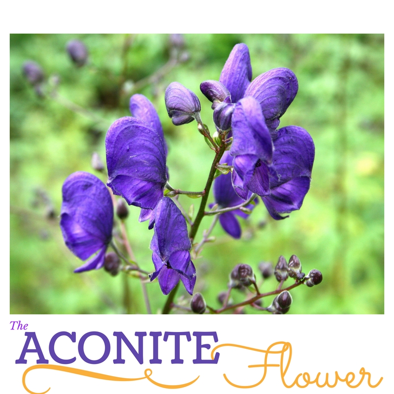 Order Aconite Aconitum Napellus Herb Seeds