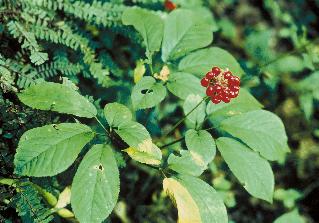 American Ginseng