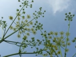 Bouquet Dill