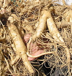 Sexual Benefits of Ginseng