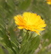 Calendula